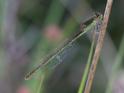 Ischnura pumilio (Scarce Blue-tailed Damselfly) female.JPG